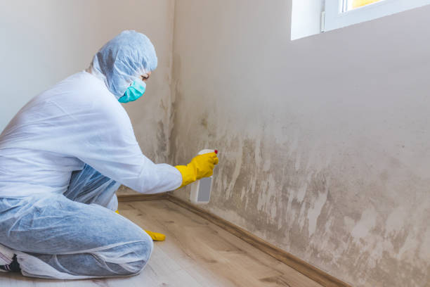 Licensed Mold Testing service in Linden, MI - WQB Mold Removal