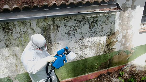 Top rated local Mold Testing specialists in Linden, MI